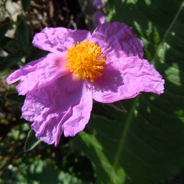 cistus