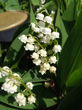 lily of the valley