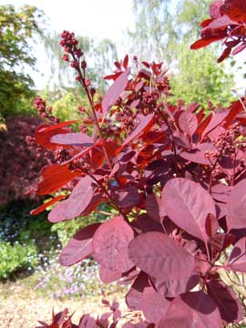 cotinus