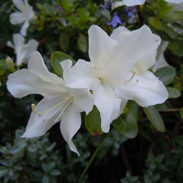 azalea