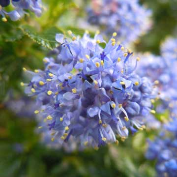 ceanothus