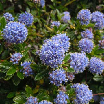 ceanothus