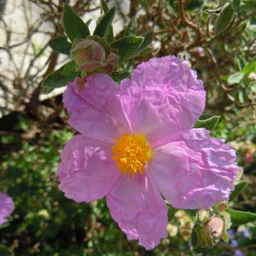 cistus