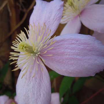 clematis