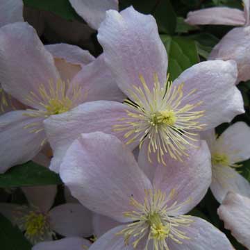 clematis