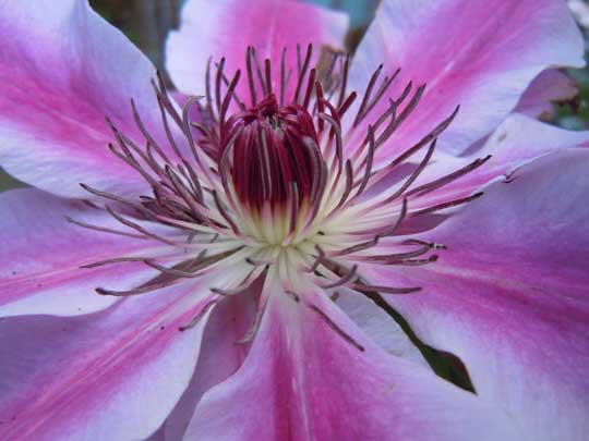 clematis