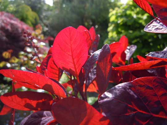 cotinus