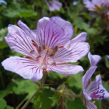 geranium