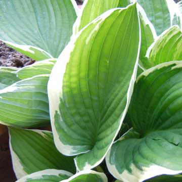 hosta