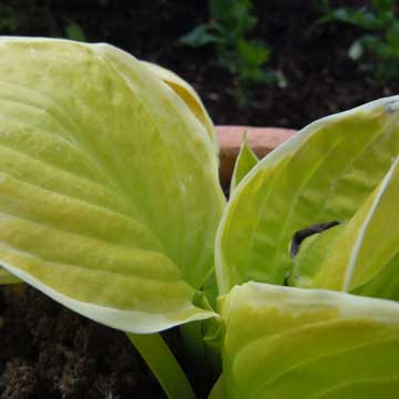 hosta