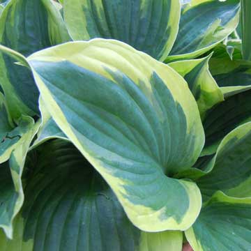 hosta