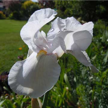 iris