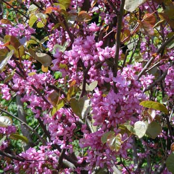 judas tree
