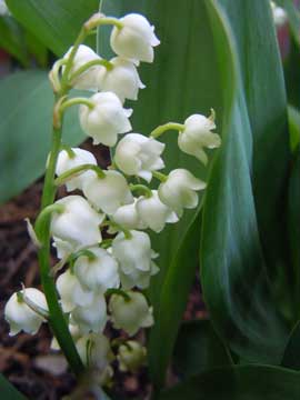 lily of the valley