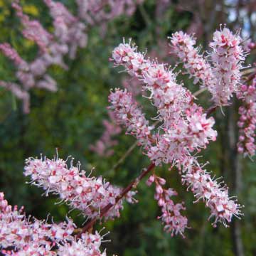 tamarisk