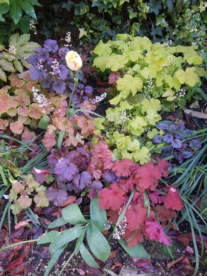 heuchera