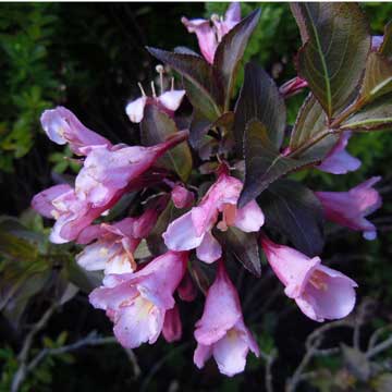 weigelia