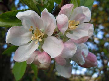 apple blossom