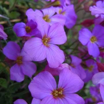 aubretia