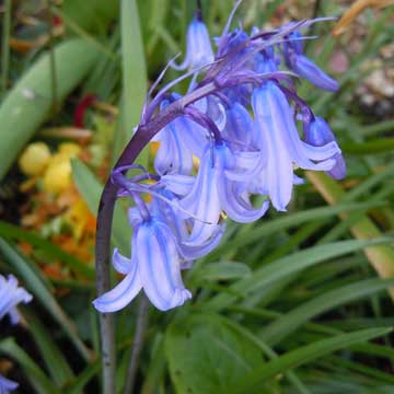 bluebells