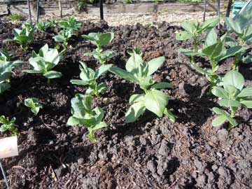 broad beans