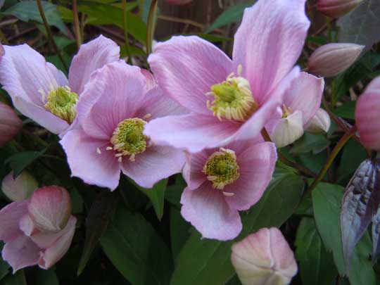 clematis