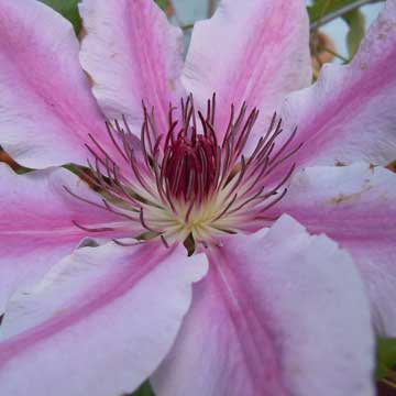clematis
