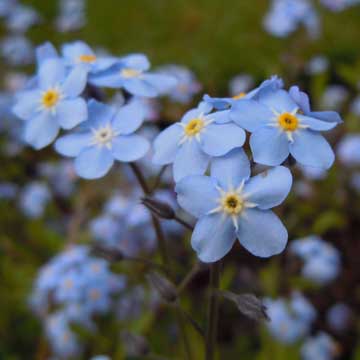 forget me not