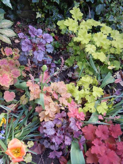 heuchera
