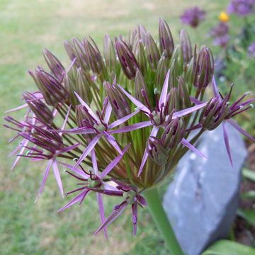 allium