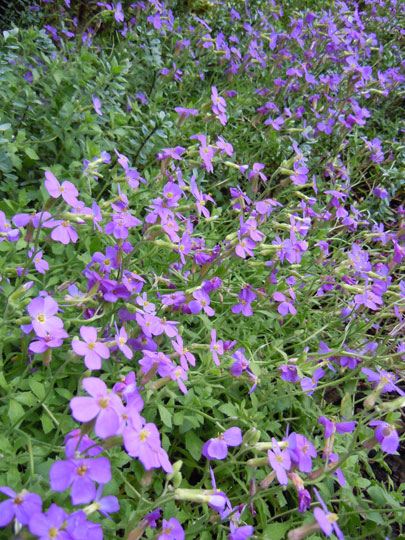 aubretia