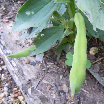 broadbean