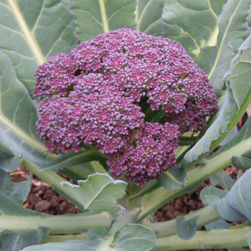 broccoli
