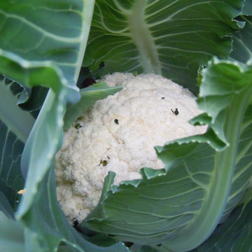 cauli