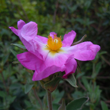 cistus