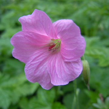 geranium