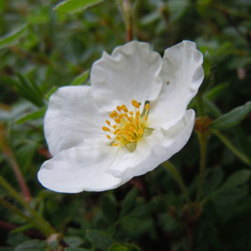 potentilla