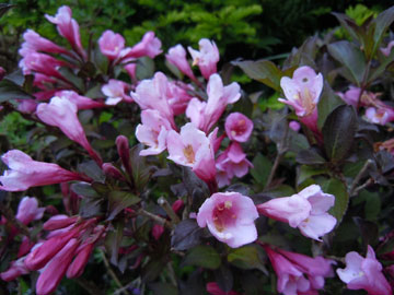 weigelia