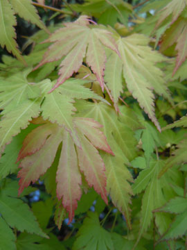 acer