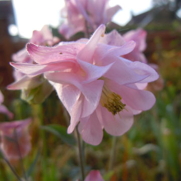 aquilegia