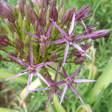 allium