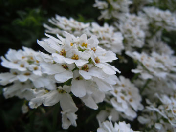 alyssum