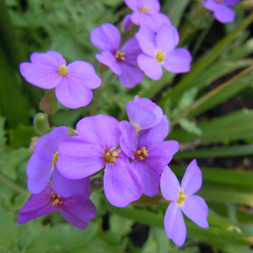 aubretia