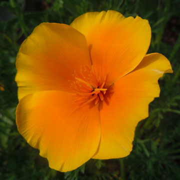 cal poppy