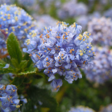 ceanothus