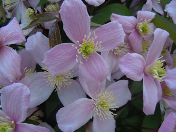 clematis