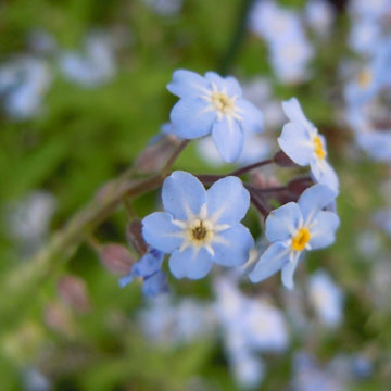 forget me not