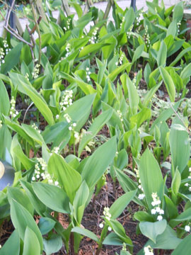 lily of the valley