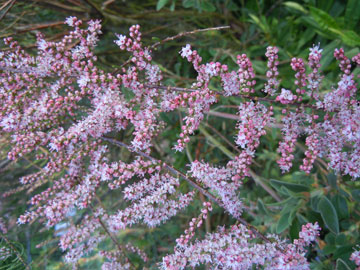 tamarisk