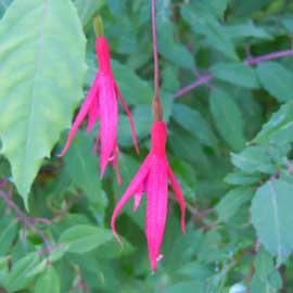 fuchsia
